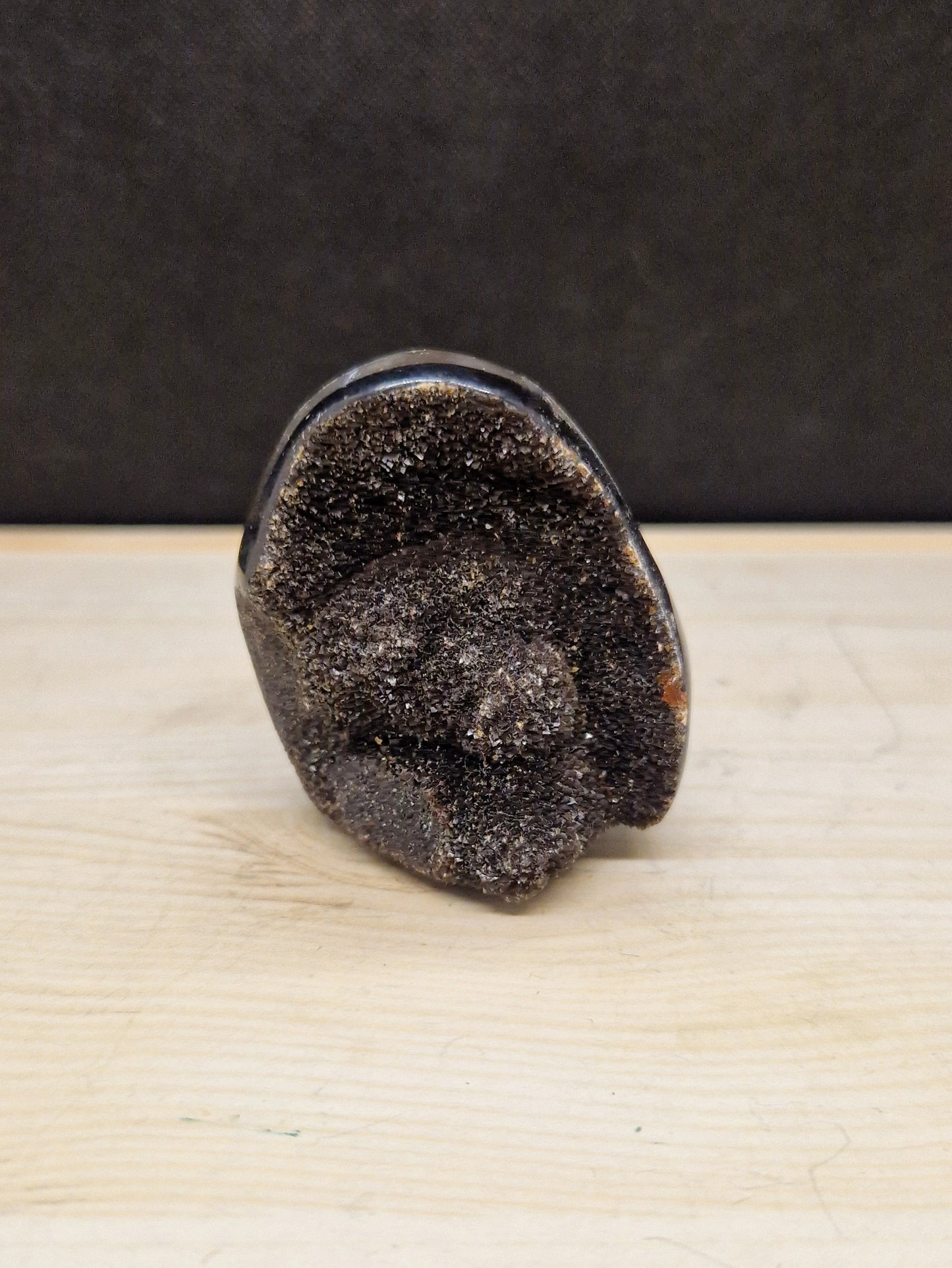 Septaria sauvage
