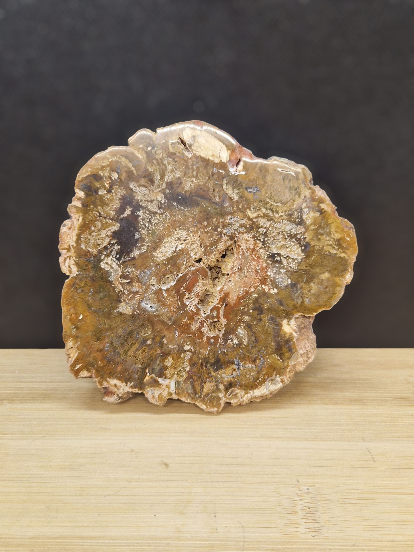 Tranche bois fossile