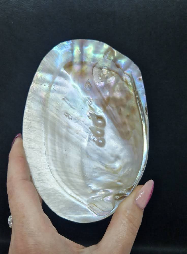Coquilles de nacre avec perles