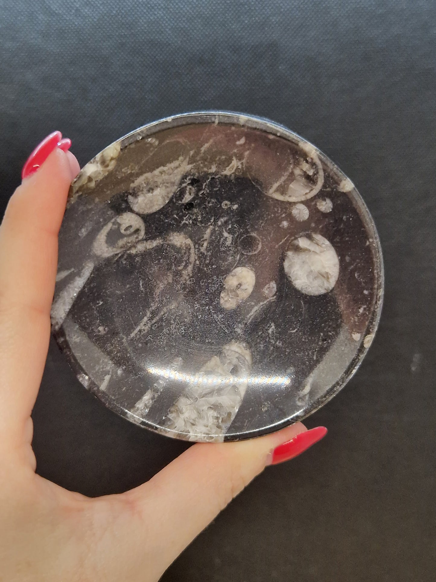 Coupelle plate Orthoceras