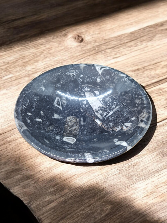 Coupelle Orthoceras grand format