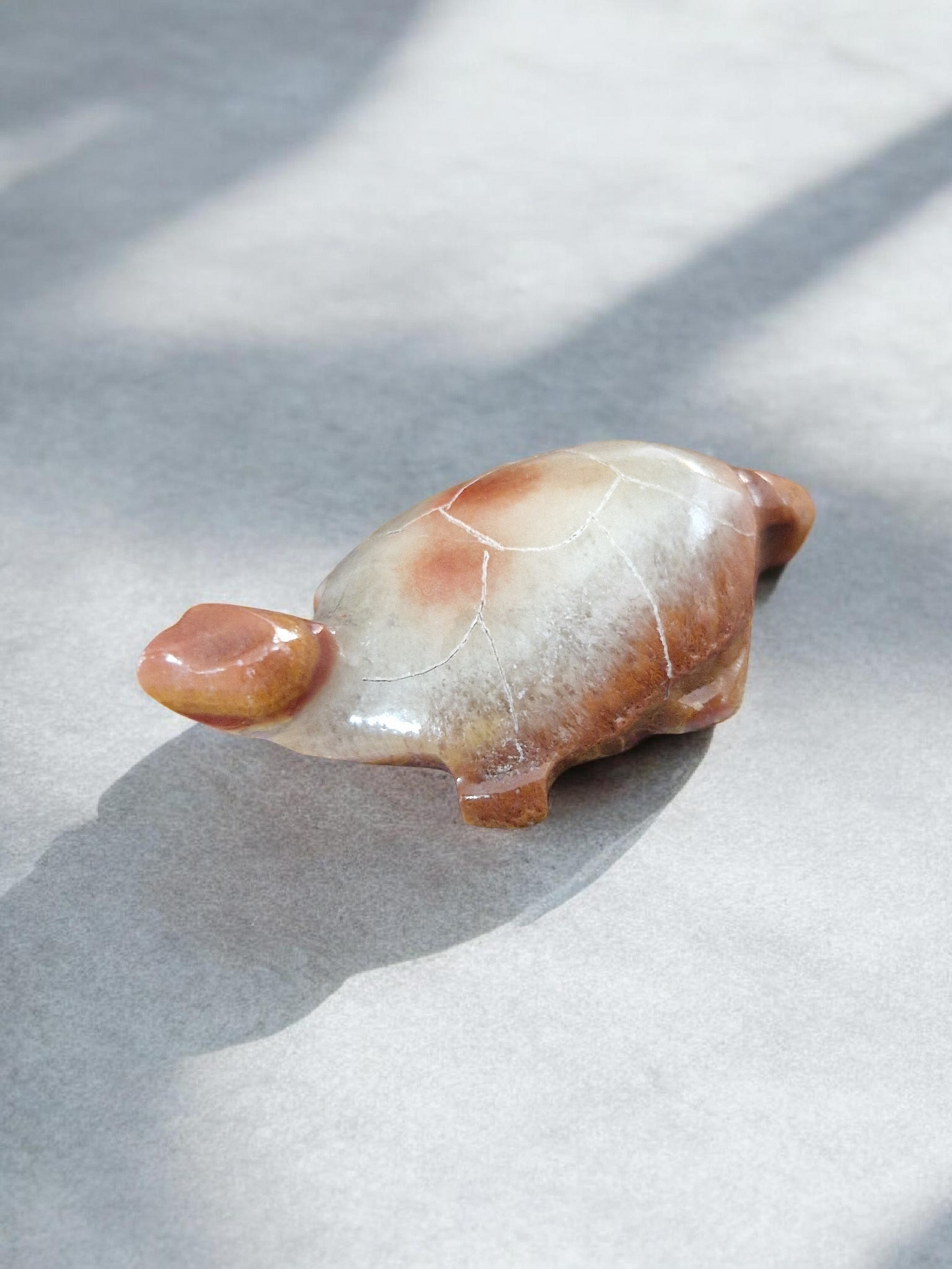 Tortues Calcite & Aragonite
