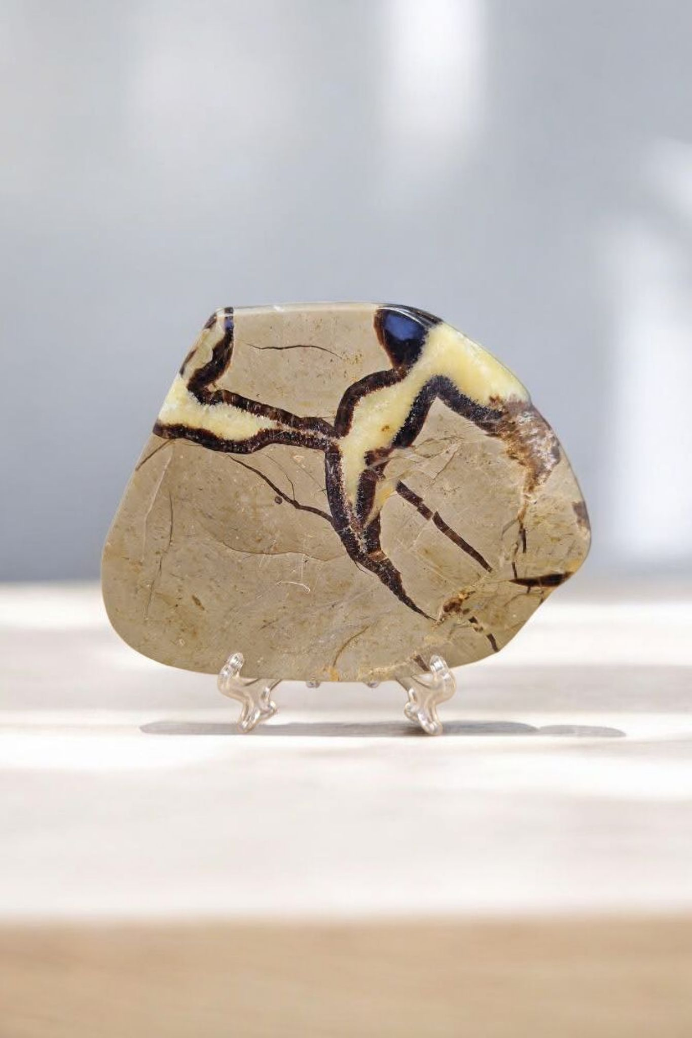 Tranche Septaria