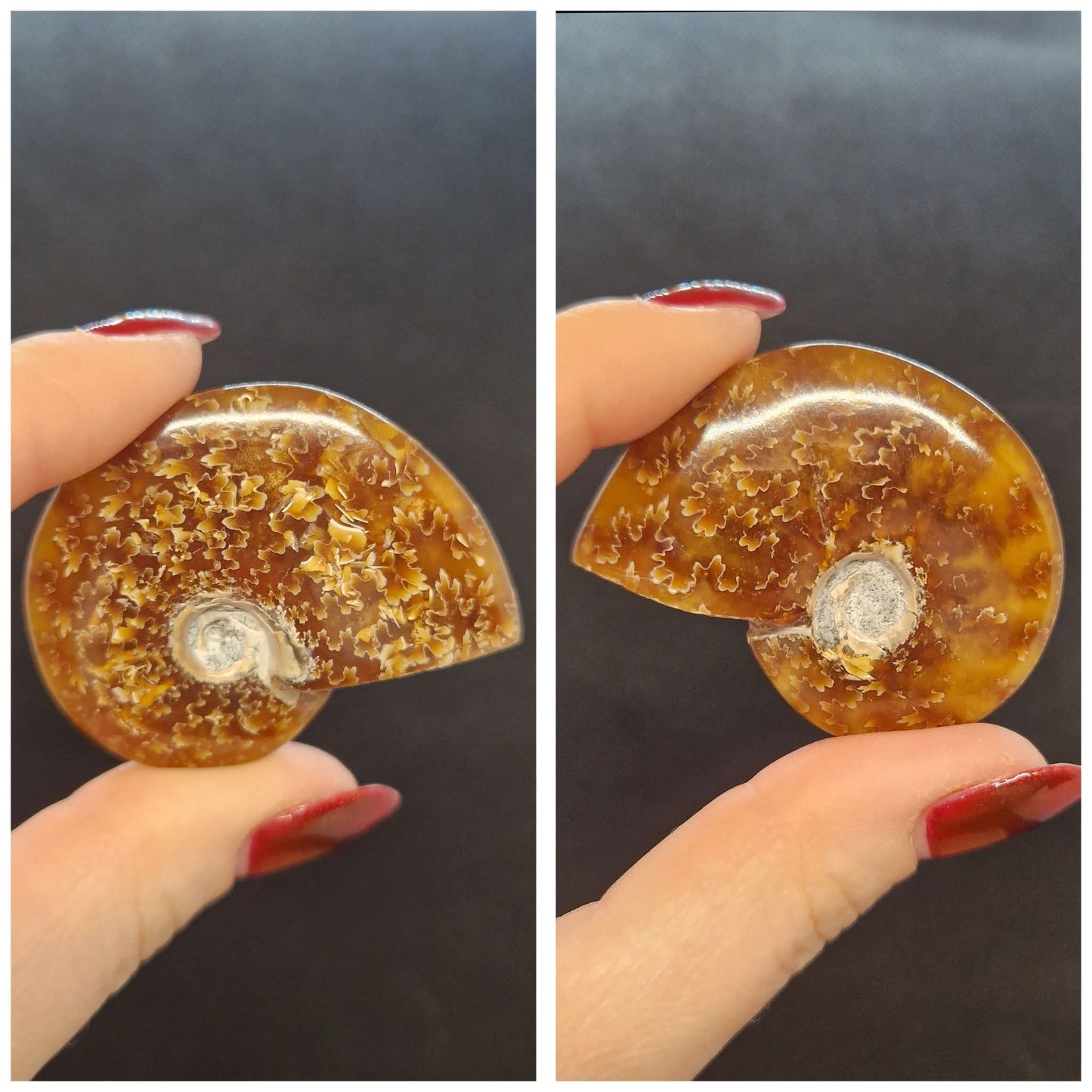 Ammonites