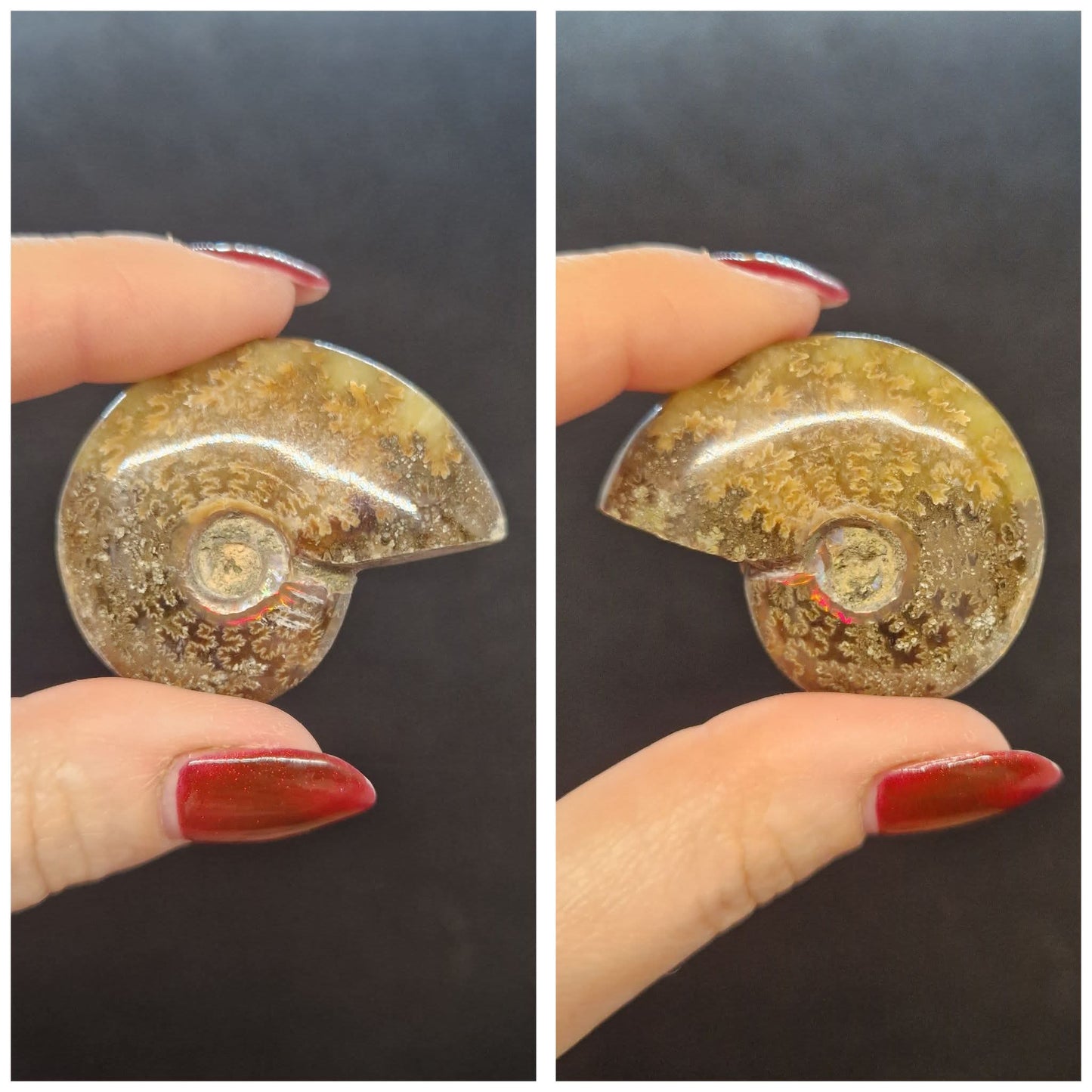 Ammonites