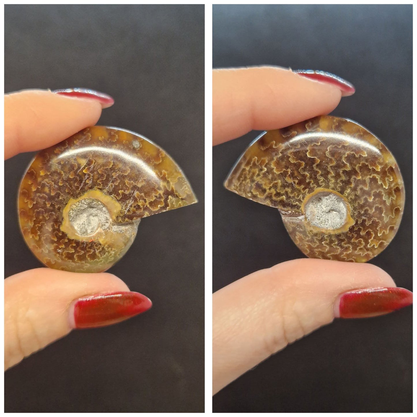 Ammonites