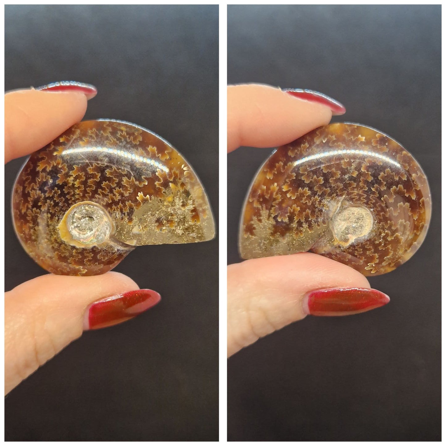 Ammonites