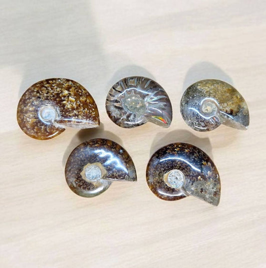 Ammonites
