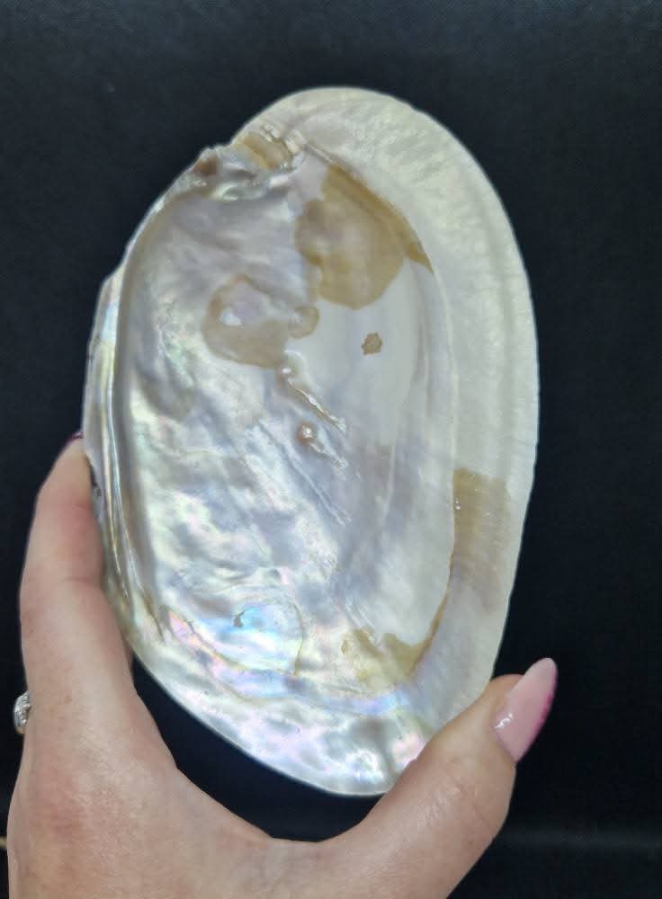 Coquilles de nacre avec perles