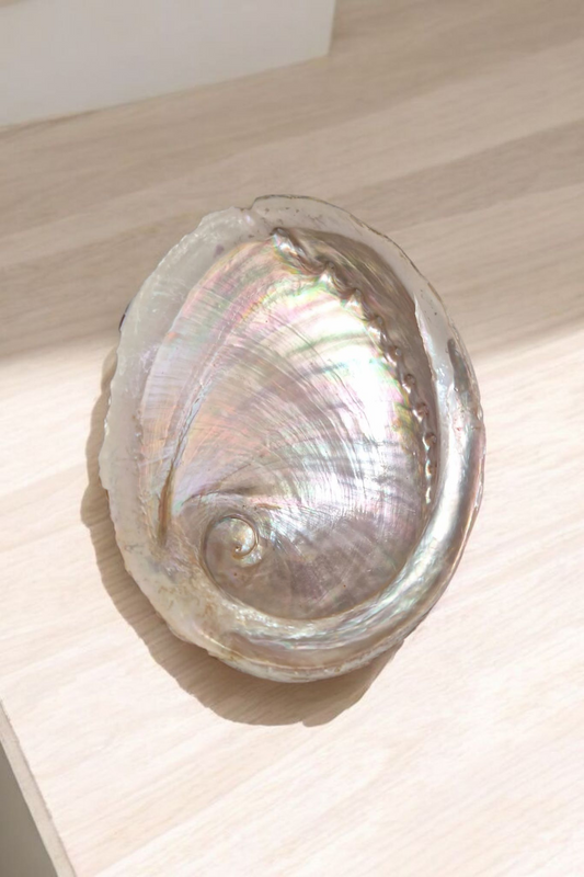 Coquilles d'ormeaux