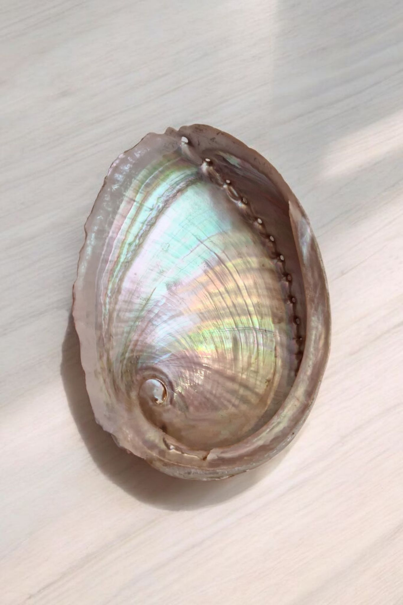 Coquilles d'ormeaux