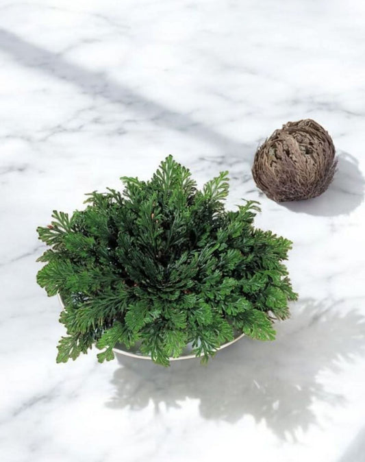 Rose de Jericho